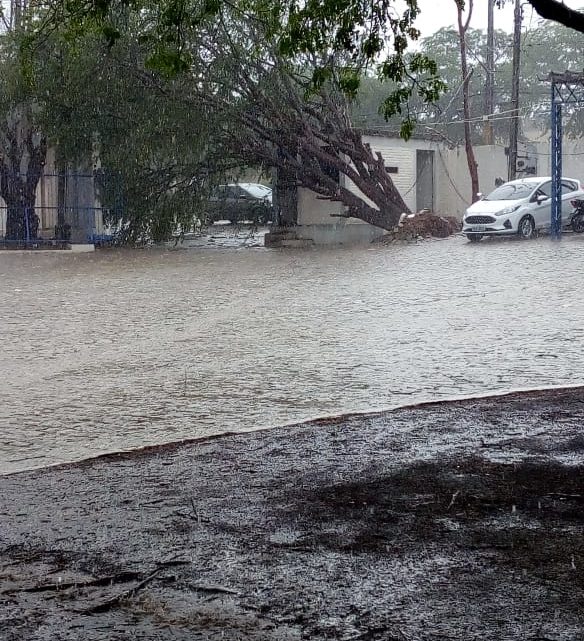 Chuva e vento forte derrubam árvores em Caruaru