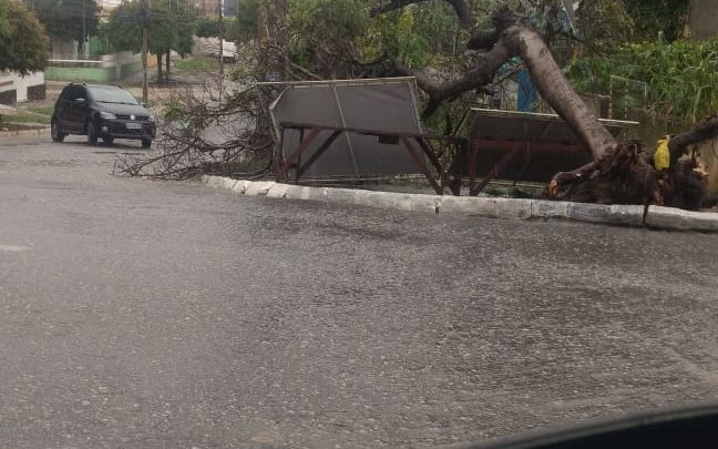 Chuva alaga ruas e derruba árvore em bairros de Caruaru