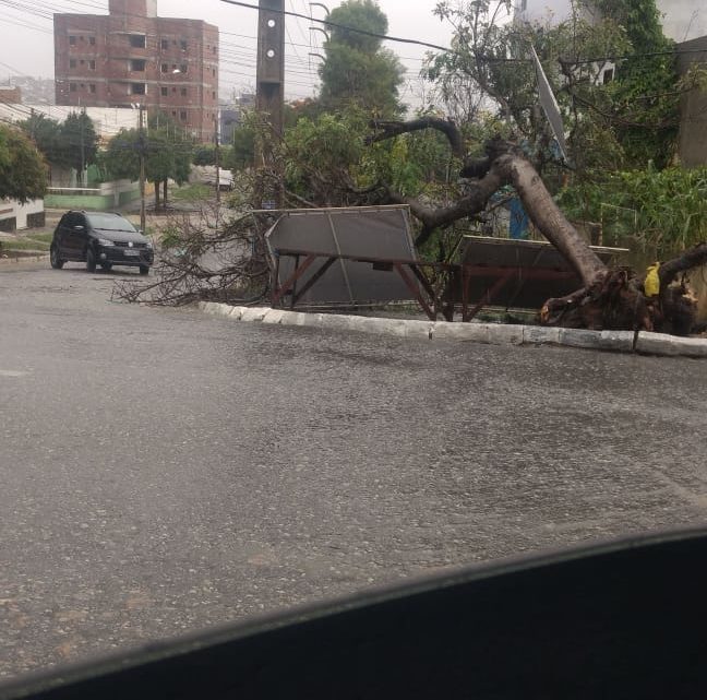 Chuva alaga ruas e derruba árvore em bairros de Caruaru Chuva alaga ruas e derruba árvore em bairros de Caruaru