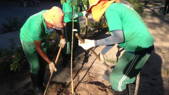 Árvores da rua 15 de Novembro foram relocadas para os parques da cidade