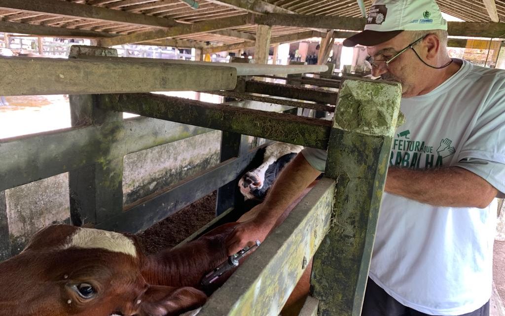 Prefeitura de Caruaru realiza campanha de vacinação contra a febre aftosa Prefeitura de Caruaru realiza campanha de vacinação contra a febre aftosa