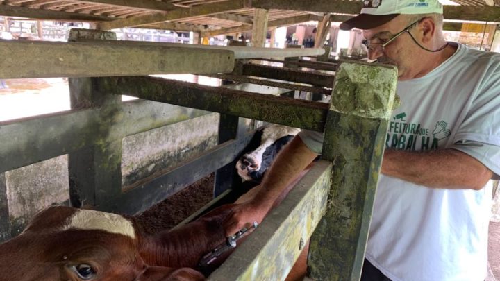 Prefeitura de Caruaru realiza campanha de vacinação contra a febre aftosa