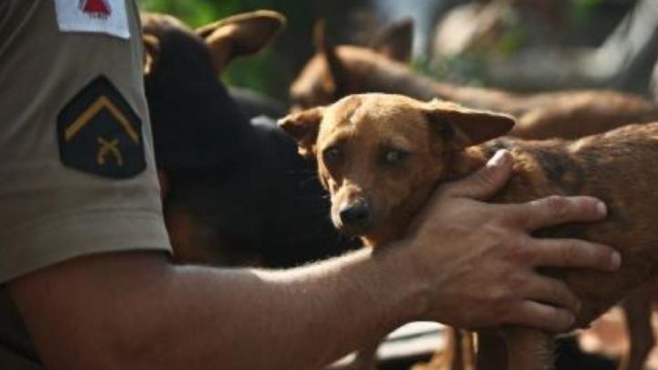 Saiba como denunciar maus-tratos aos animais