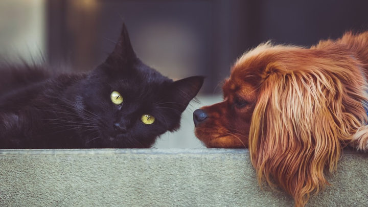 Cães e gatos também passam pela adolescência e podem passar por essa fase difícil com rebeldia