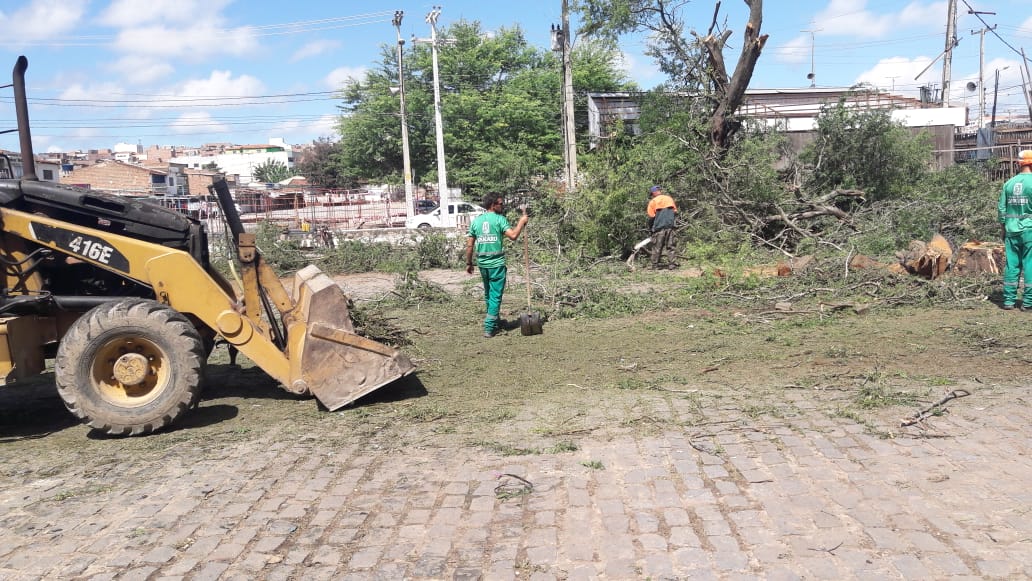 Árvores que ameaçavam cair são erradicadas no Parque 18 de Maio