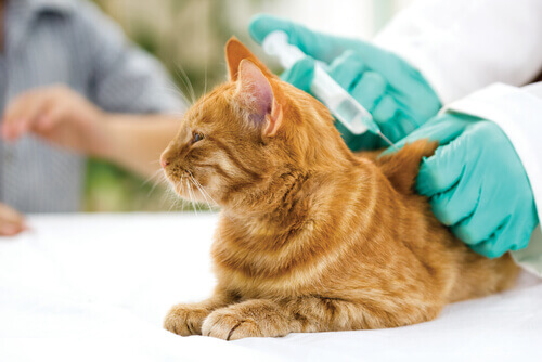 Caruaru realiza ação de vacinação antirrábica para cães e gatos da zona rural