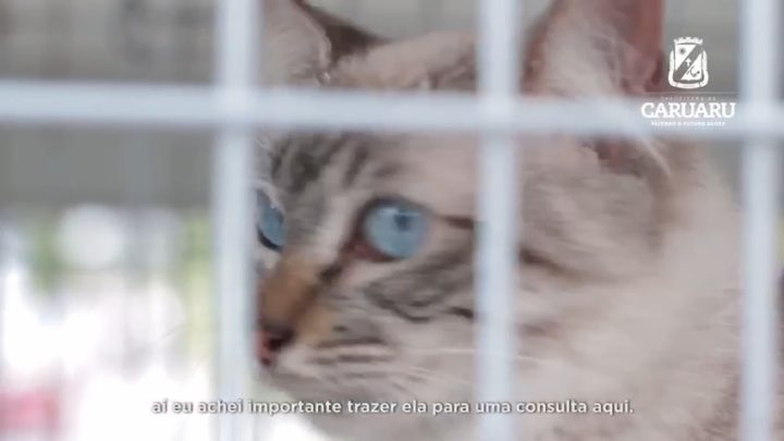 AME Animal