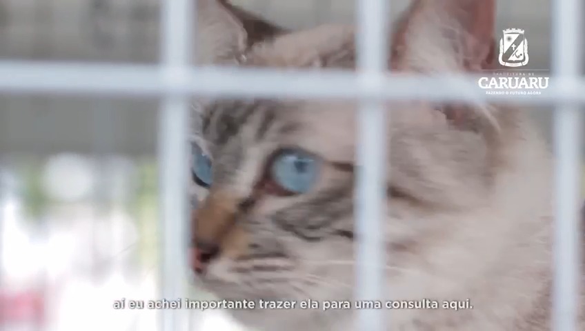 AME Animal AME Animal