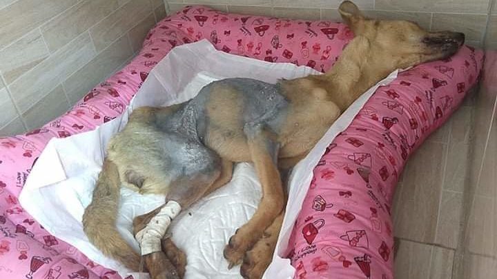 Morre cadela atingida por soda cáustica em Belo Jardim