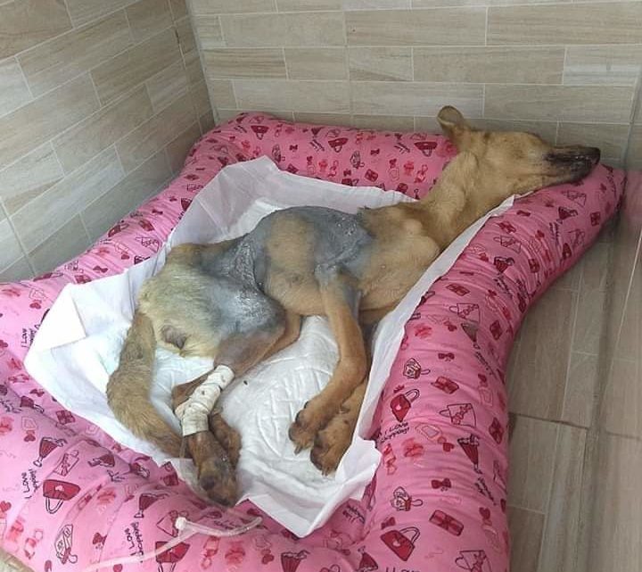 Morre cadela atingida por soda cáustica em Belo Jardim Morre cadela atingida por soda cáustica em Belo Jardim