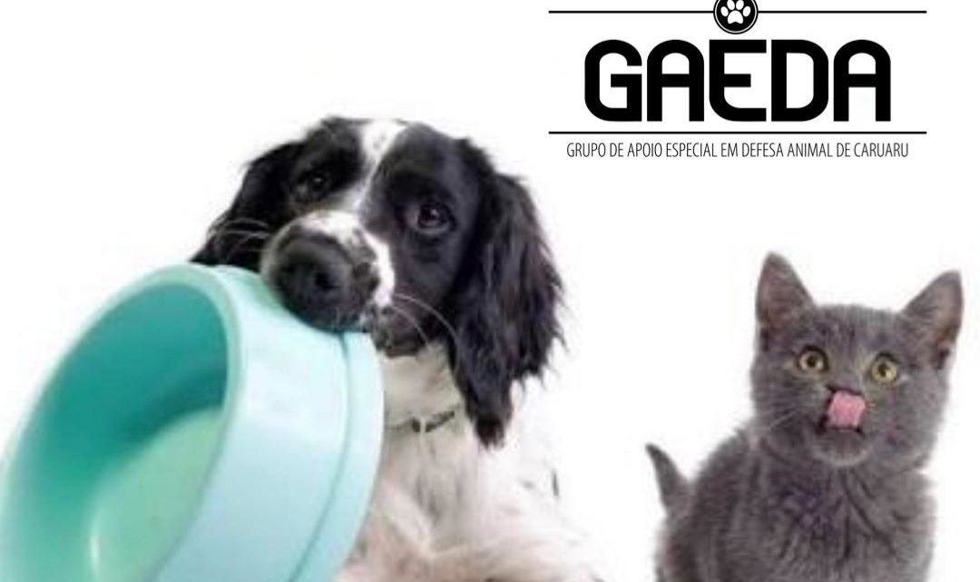 Campanha para arrecadar uma tonelada de alimentos para cães e gatos em Caruaru