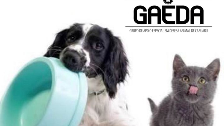 Campanha para arrecadar uma tonelada de alimentos para cães e gatos em Caruaru