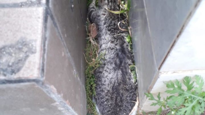 Gaeda denuncia: Serial Killer mata 27 gatos no Cemitério Dom Bosco
