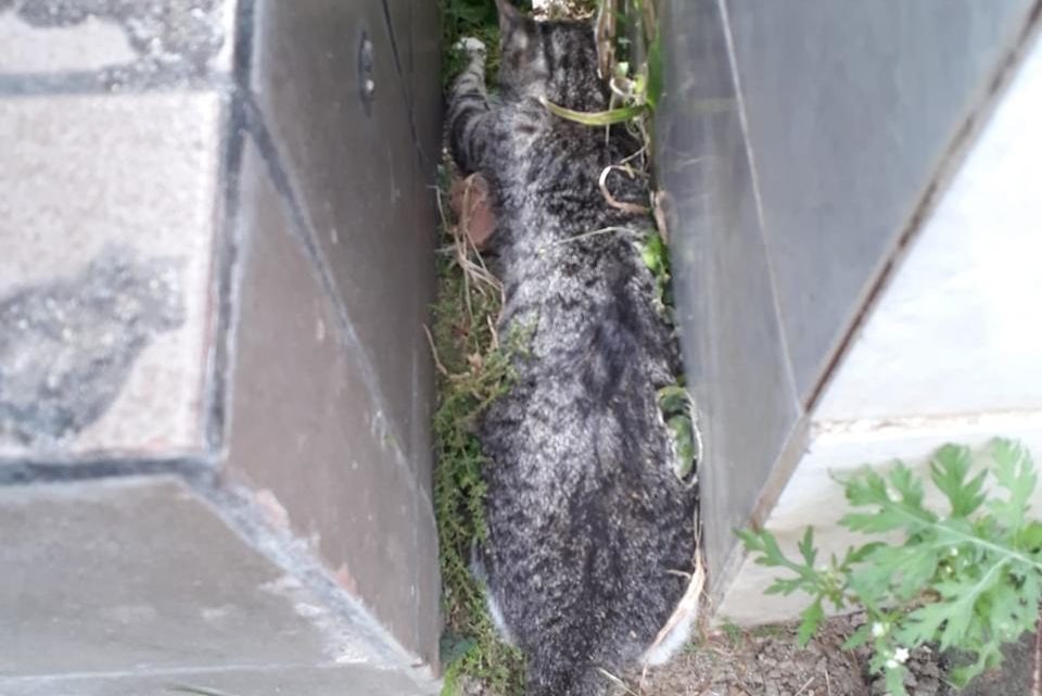 Gaeda denuncia: Serial Killer mata 27 gatos no Cemitério Dom Bosco Gaeda denuncia: Serial Killer mata 27 gatos no Cemitério Dom Bosco