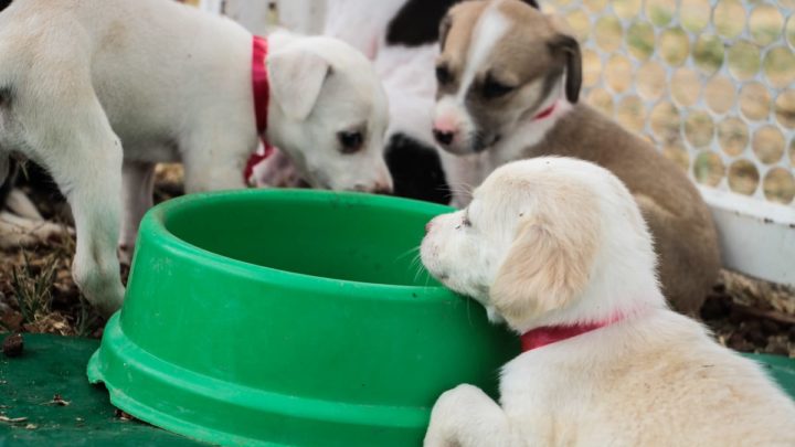 AME Animal realiza 3 mil castrações em menos de um ano