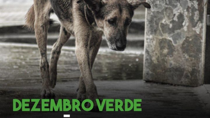 GAEDA realiza campanha Dezembro Verde e alerta para abandono de animais em período de férias