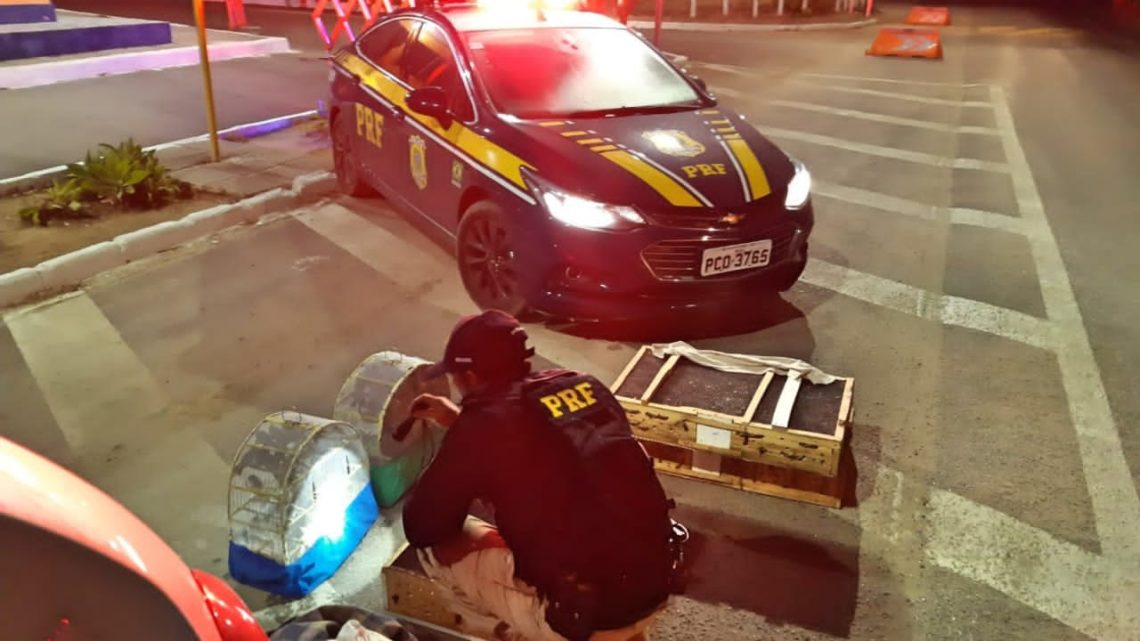 PRF prende em Garanhuns um homem com aves silvestres que seriam comercializados em Caruaru