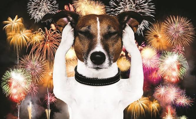 Projeto que regulamenta queima de fogos de artifício é reapresentado na Câmara de Caruaru