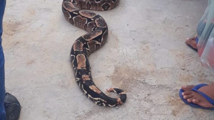 Cobra de 2 metros é capturada no Centro de Caruaru