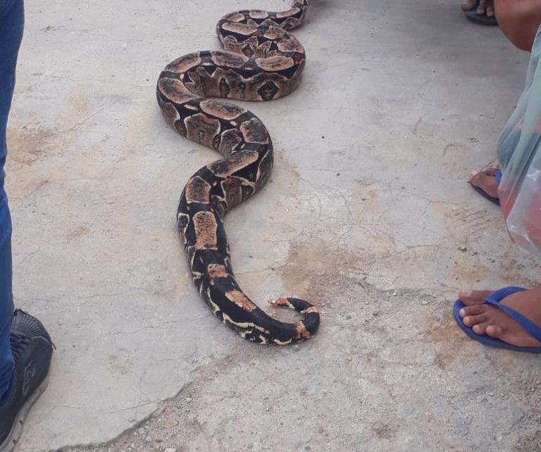 Cobra de 2 metros é capturada no Centro de Caruaru Cobra de 2 metros é capturada no Centro de Caruaru