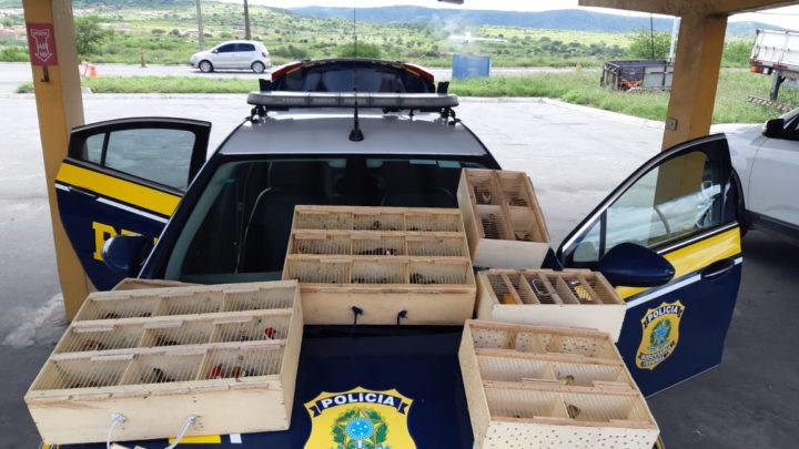 Casal é detido com 151 pássaros silvestres em São Caitano