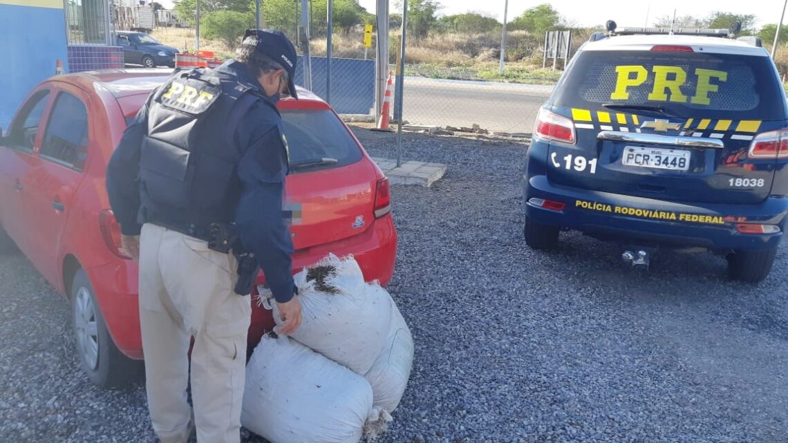 Dois homens detidos com 40 Kg de maconha na BR 232; Droga seria entregue em Arcoverde e no Recife Dois homens detidos com 40 Kg de maconha na BR 232; Droga seria entregue em Arcoverde e no Recife