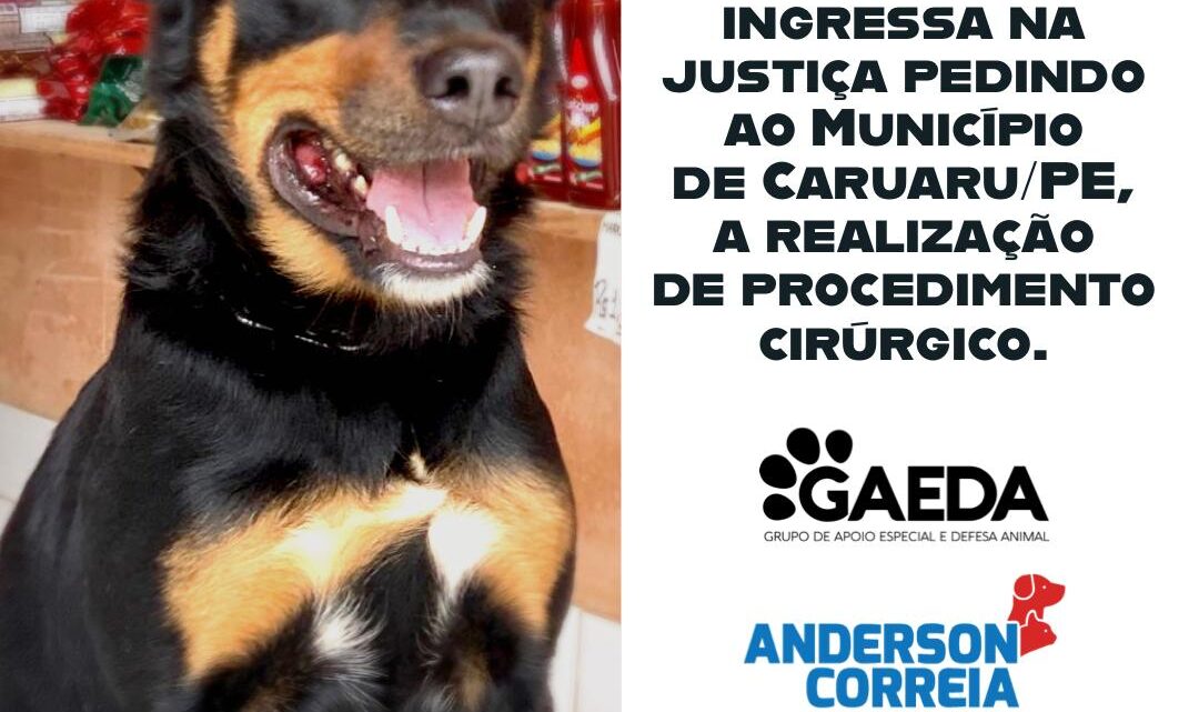 Cachorro ingressa na Justiça pedindo ao município de Caruaru a realização de procedimento cirúrgico Cachorro ingressa na Justiça pedindo ao município de Caruaru a realização de procedimento cirúrgico