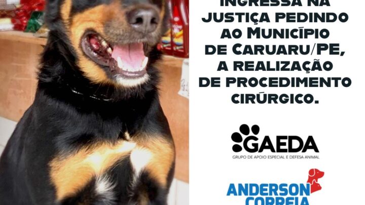Cachorro ingressa na Justiça pedindo ao município de Caruaru a realização de procedimento cirúrgico