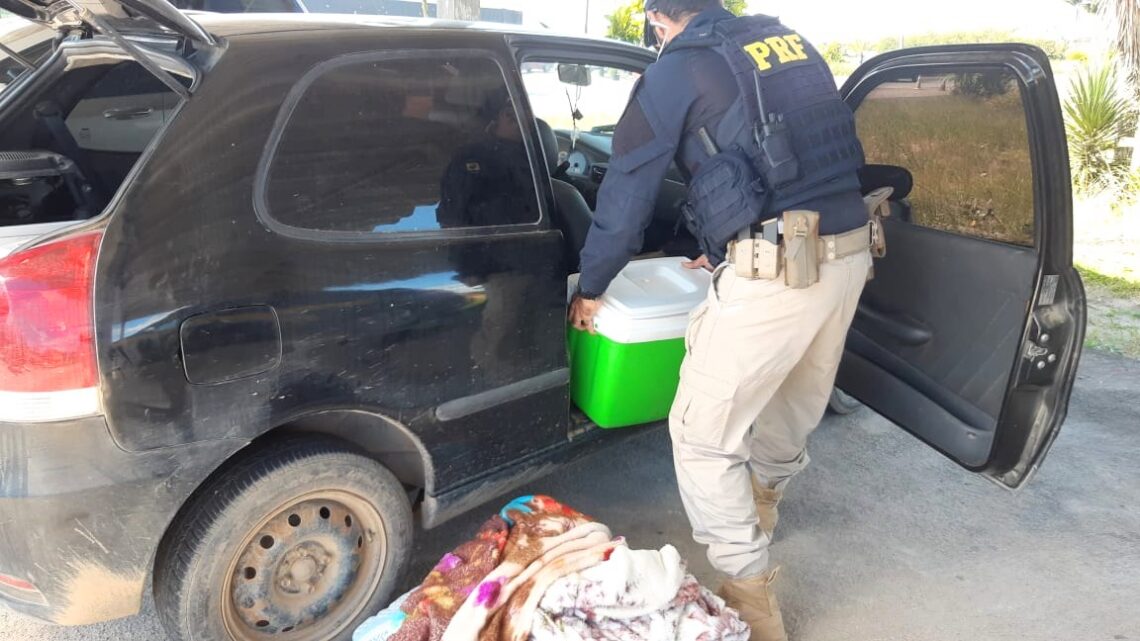 Maconha é apreendida dentro de caixas térmicas na BR 232 em Gravatá Maconha é apreendida dentro de caixas térmicas na BR 232 em Gravatá