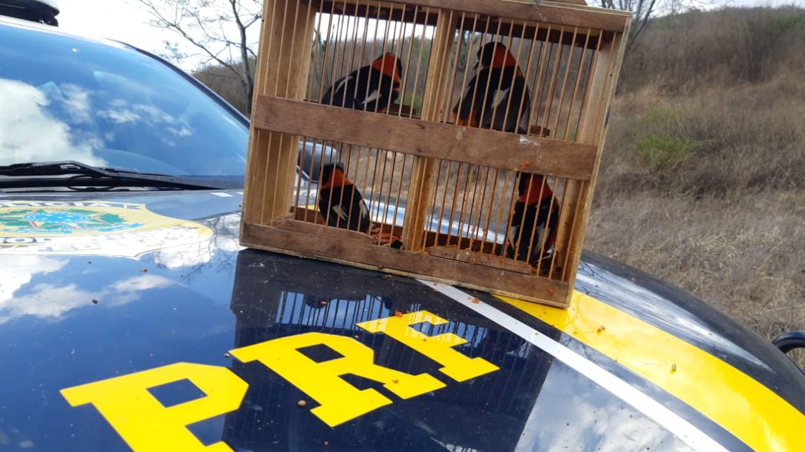 PRF apreende 20 pássaros silvestres que eram transportados em uma caminhonete na BR 232 PRF apreende 20 pássaros silvestres que eram transportados em uma caminhonete na BR 232