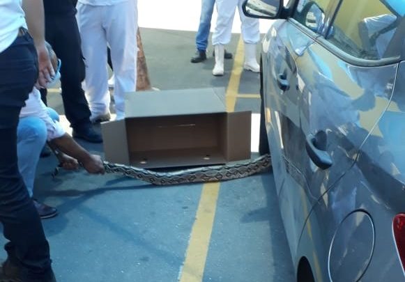 Cobra é capturada em estacionamento de supermercado em Caruaru