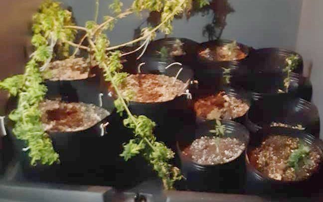 PMPE e PRF encontram cultivo de “supermaconha” em residência