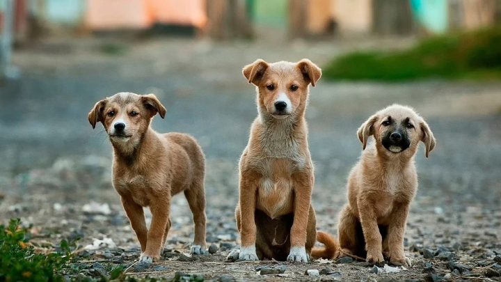 APA Agrestina arrecada itens para Bazar Solidário em prol dos animais de rua