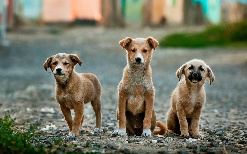 APA Agrestina arrecada itens para Bazar Solidário em prol dos animais de rua APA Agrestina arrecada itens para Bazar Solidário em prol dos animais de rua