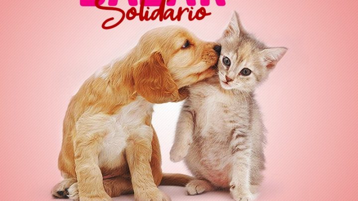 Apa Agrestina realiza 2° Bazar Solidário em prol dos animais de rua