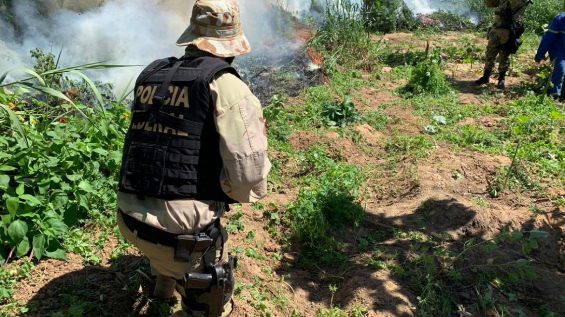 PF bate recorde de apreensão de cocaína em Pernambuco no de 2020 PF bate recorde de apreensão de cocaína em Pernambuco no de 2020