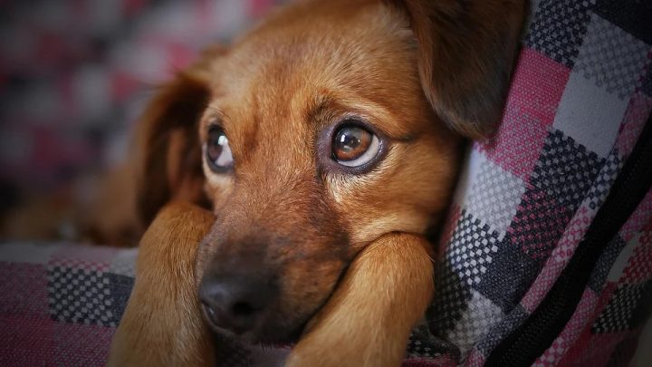 Evento sobre proteção animal será realizado em Agrestina
