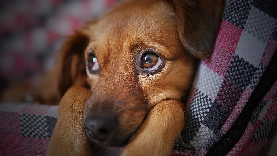 Evento sobre proteção animal será realizado em Agrestina Evento sobre proteção animal será realizado em Agrestina