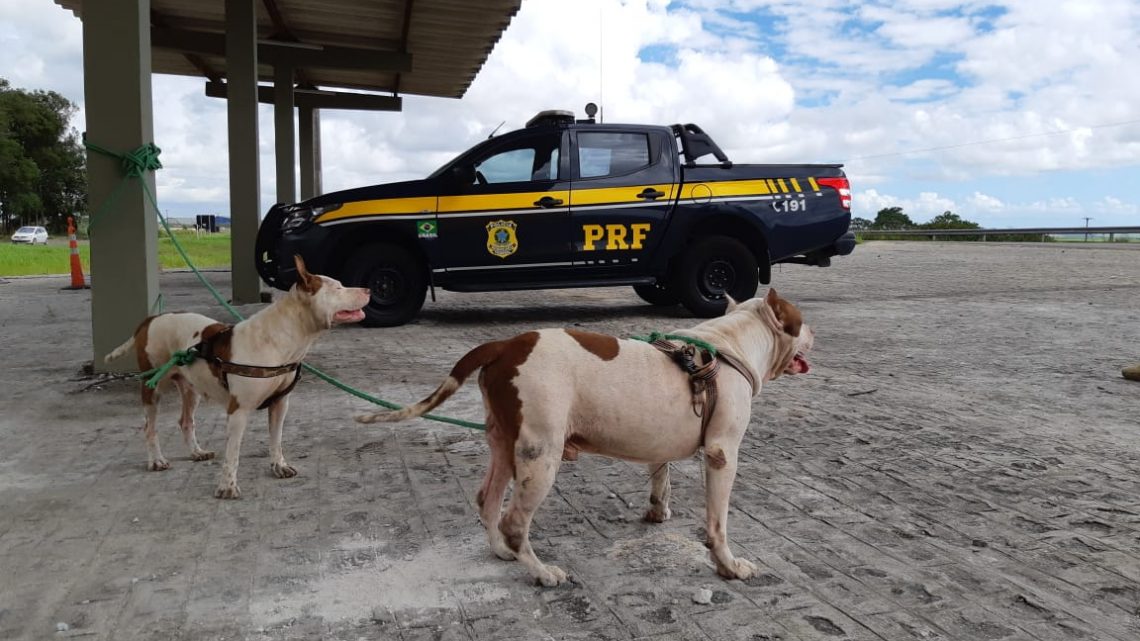 Cães da raça pitbull são resgatados na BR 101 em Pernambuco Cães da raça pitbull são resgatados na BR 101 em Pernambuco