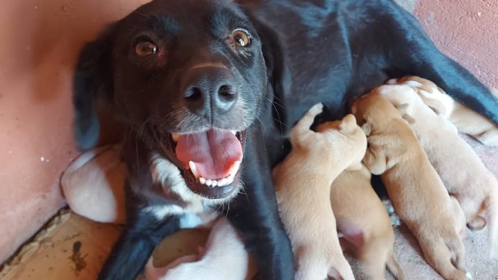 PMs resgatam cachorrinhos recém-nascidos no Agreste Pernambucano