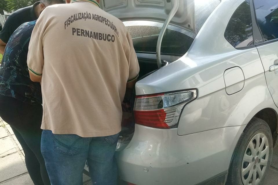 Homens são presos com carne de jumento em porta-malas de carro no Agreste-PE