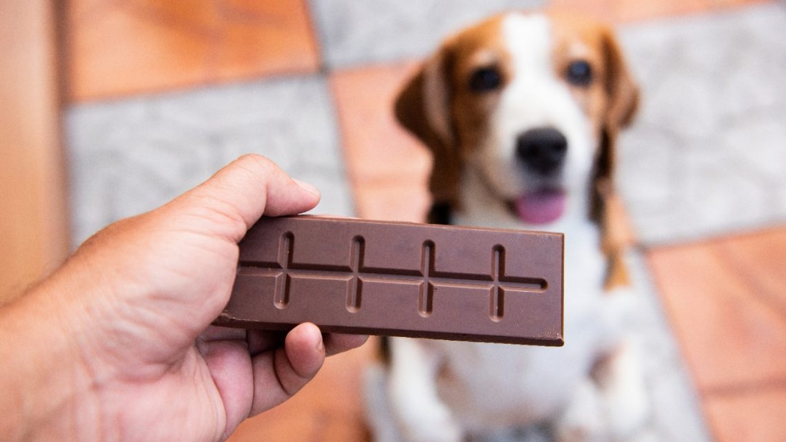 Páscoa consciente: veterinário orienta sobre não dar chocolate para cães e gatos Páscoa consciente: veterinário orienta sobre não dar chocolate para cães e gatos