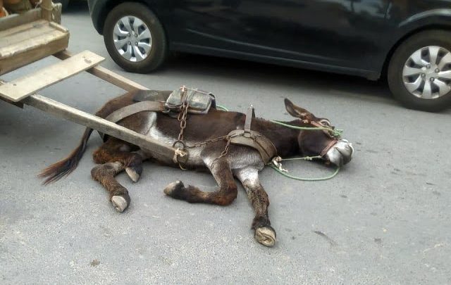 Crueldade: Exausto, animal que puxava carroça desmaia em via pública de Santa Cruz do Capibaribe e é espancado