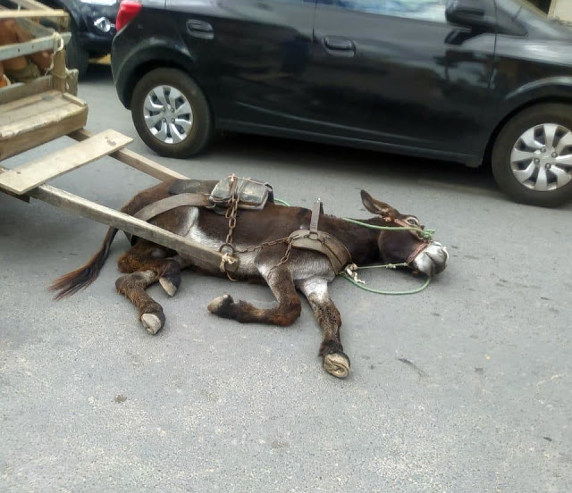 Crueldade: Exausto, animal que puxava carroça desmaia em via pública de Santa Cruz do Capibaribe e é espancado Crueldade: Exausto, animal que puxava carroça desmaia em via pública de Santa Cruz do Capibaribe e é espancado