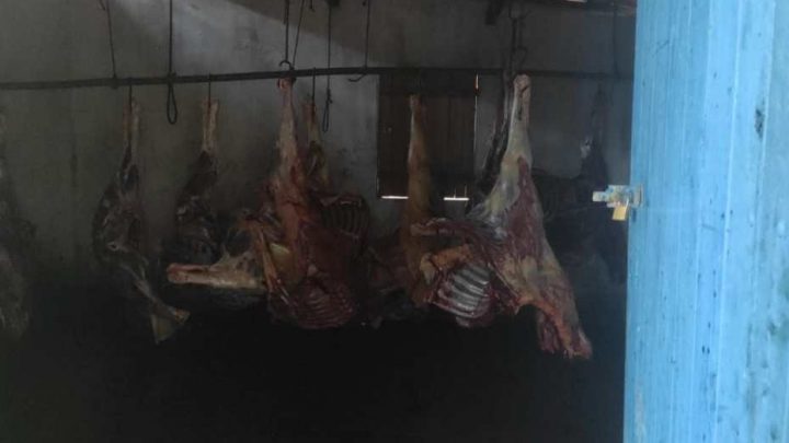 Polícia apreende 4 toneladas de carne de cavalo em Limoeiro