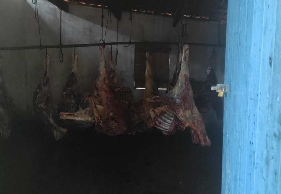 Polícia apreende 4 toneladas de carne de cavalo em Limoeiro