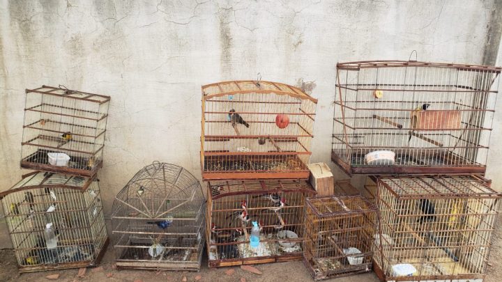Operação de combate a crimes ambientais resgata 60 animais silvestres na feira em Caruaru
