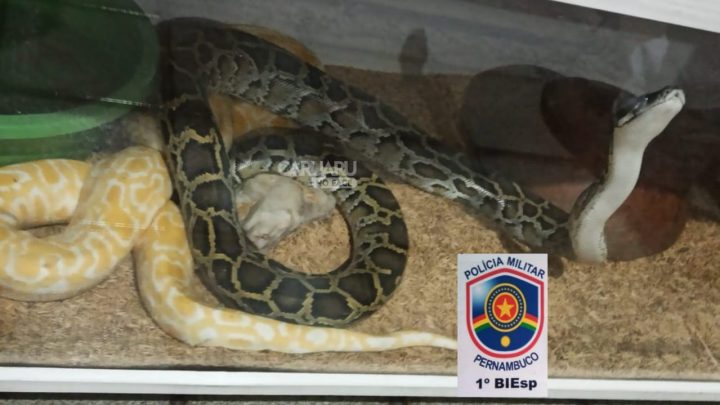 Suspeito de tráfico de animais silvestres exóticos é detido em Caruaru
