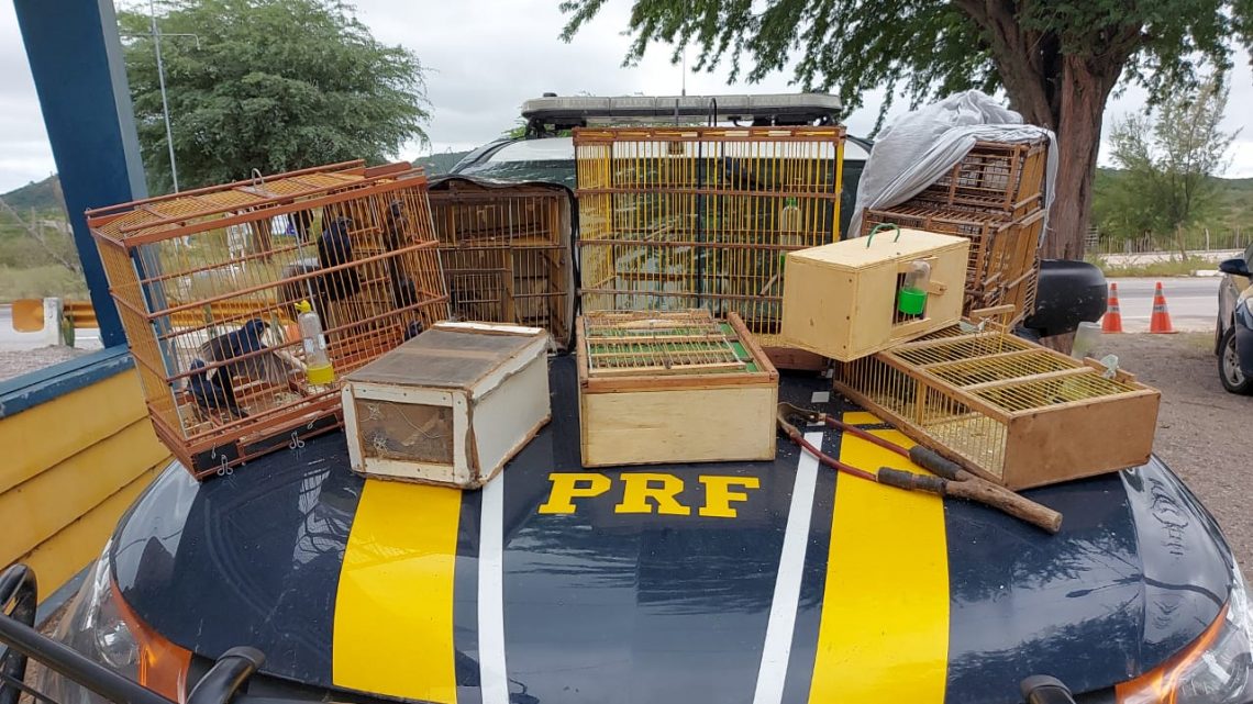PRF apreende pássaros silvestres na BR 232 que saíram do Sertão e seriam comercializados no Agreste-PE PRF apreende pássaros silvestres na BR 232 que saíram do Sertão e seriam comercializados no Agreste-PE