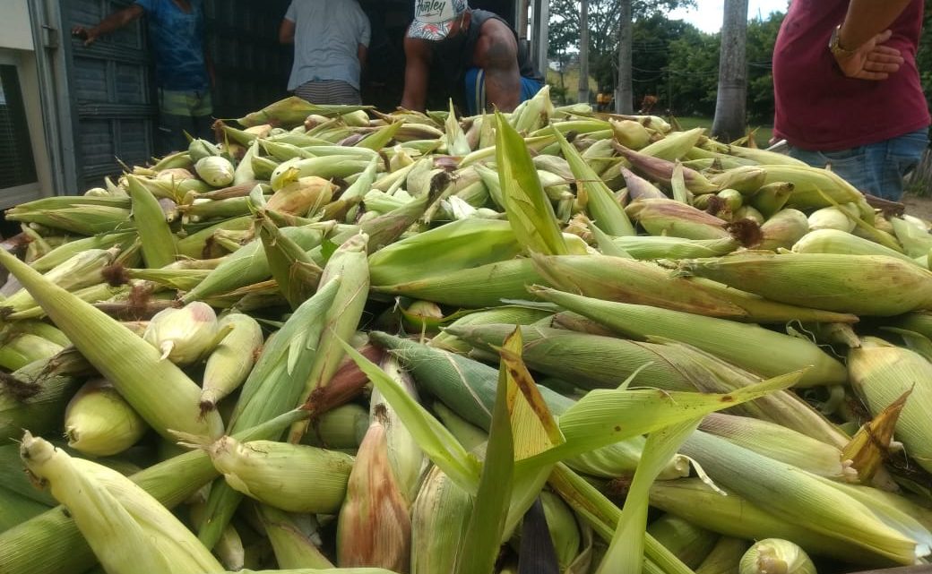 Detentos cultivam milho e garantem sabor tradicional do São João Detentos cultivam milho e garantem sabor tradicional do São João